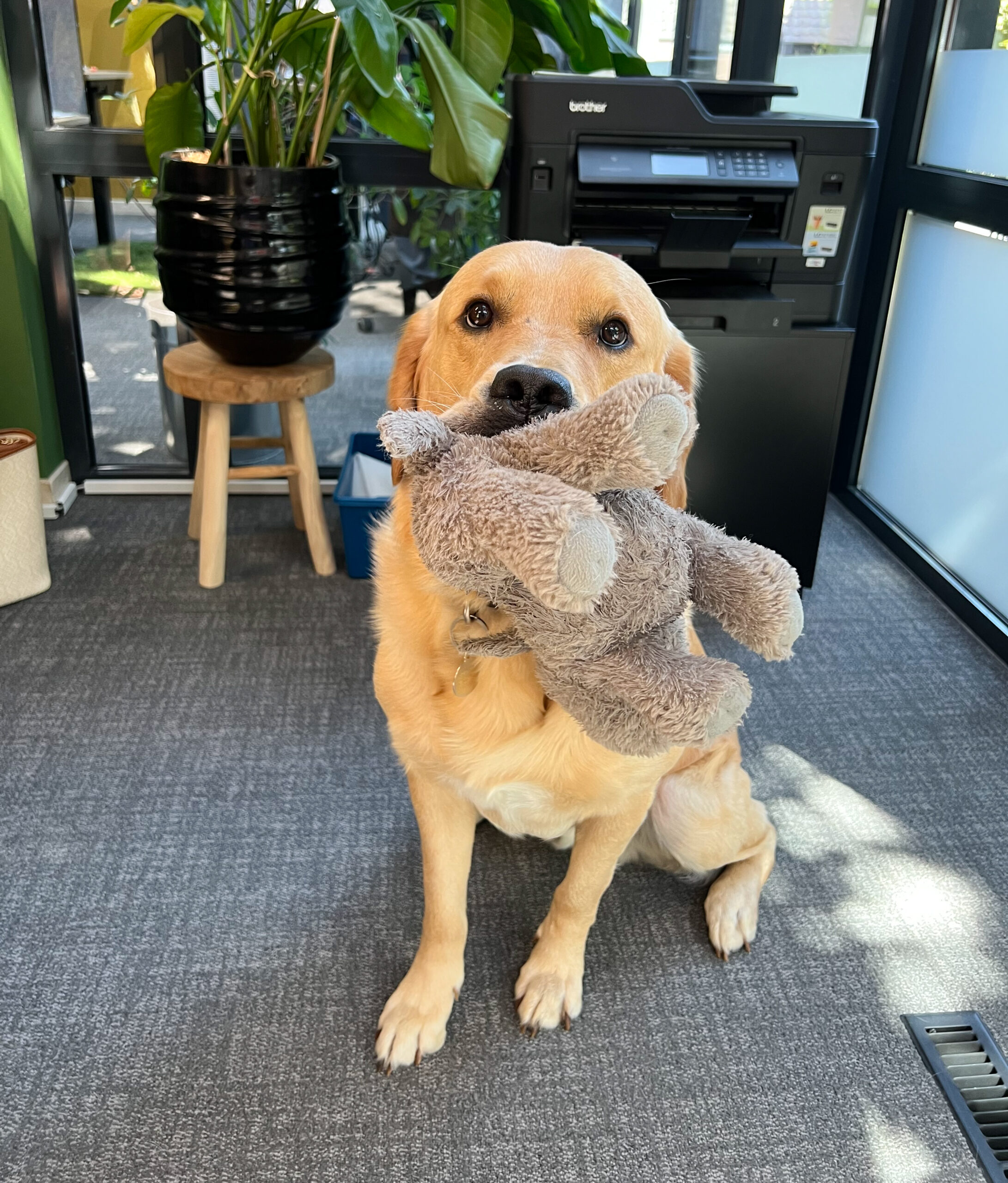 Frenkie onze kantoor hond